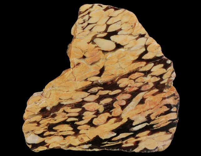 Slab of Fossilized Peanut Wood - Australia #65450